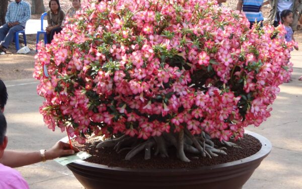 Quando as Rosas do Deserto – Adenium Florescem?