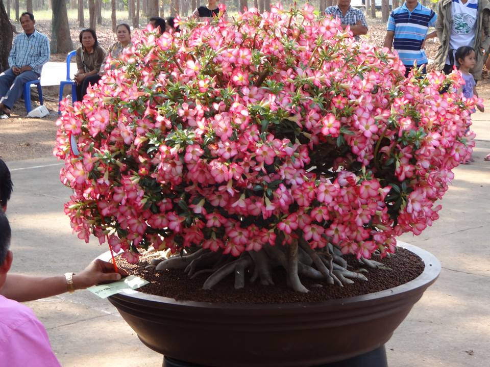 Blog Plante Rosa do Deserto - Valmor Adenium