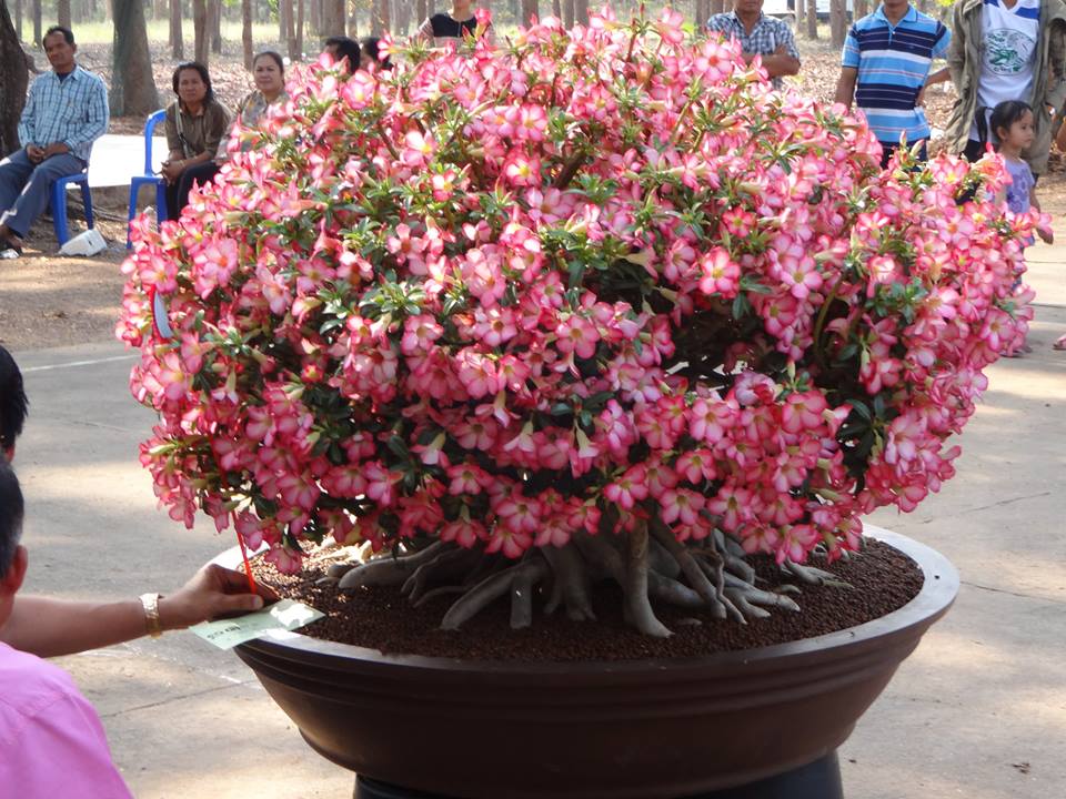 Quando as Rosas do Deserto – Adenium Florescem?