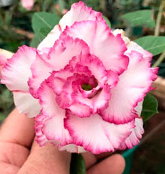 Rosa do deserto Carnation