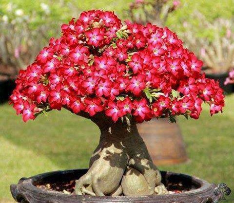 Blog Plante Rosa do Deserto - Valmor Adenium