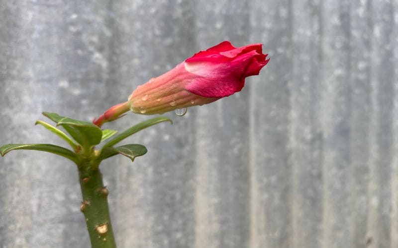 Planta que não floresce por meses e você não sabe por quê.