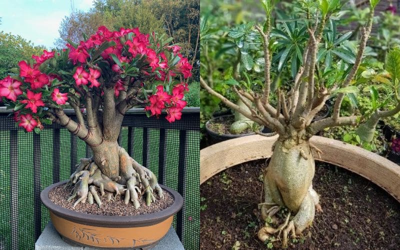 Plantas lindas no Instagram dos outros. A sua sempre aquém do potencial.