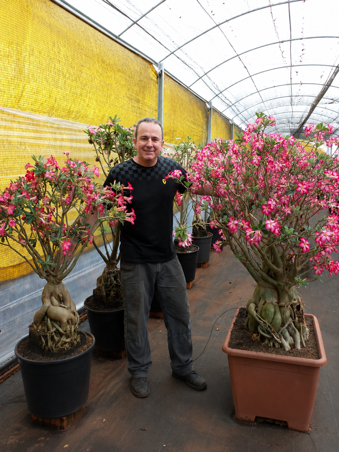 Valmor Adenium — Produtor de Rosa do Deserto registrado no MAPA, Engenheiro Agrônomo, 21 anos de experiência